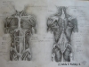 Estudio anatómico de los músculos del tórax y abdomen.