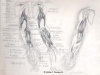 Estudio de los músculos profundos del miembro superior